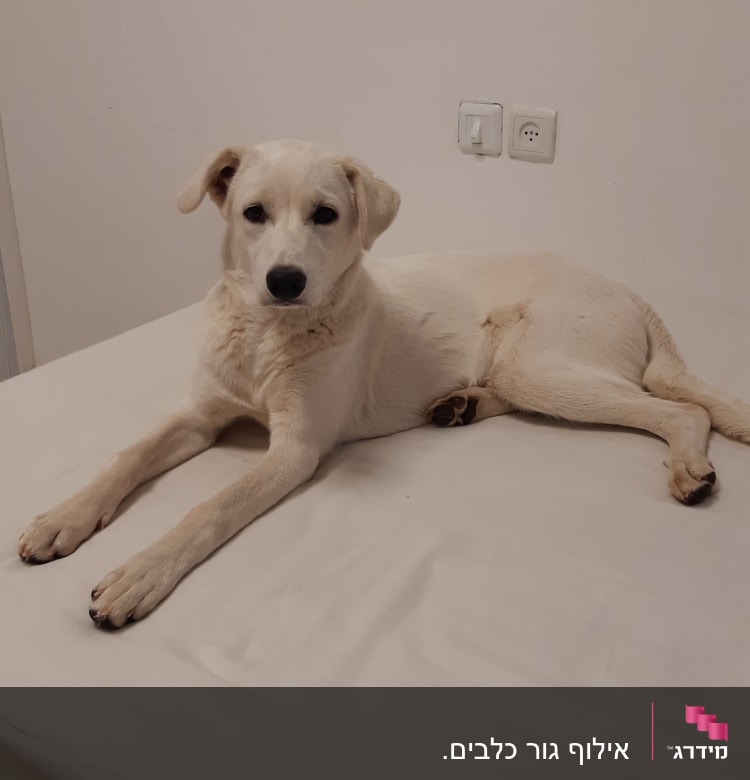 כלב לבן שוכב על מיטה בחדר